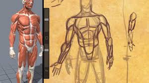 Muscular system anatomy human muscular system human muscle anatomy. Drawing All Muscles Front 3 4 View Figure Drawing Youtube