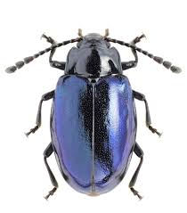 Endomychus Gorhami Endomychidae Weird Insects Ant Species Bugs And Insects