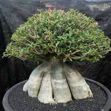 I like to know if there is anyone here who know how to make adenium as a bonsai?? Bibit Tanaman Bunga Adenium Cabang Seribu Bahan Bonsai Bonggol Besar Lazada Indonesia