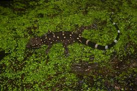 Image result for Pandiaka rubrolutea