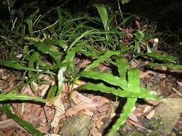 Image result for Loxogramme