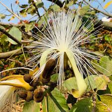 Image result for Malvaceae subfamily Bombacoideae
