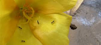 tiny ants: florida homeowners seek