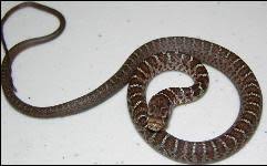 Black And Orange Snake Florida Poisonous Identify Florida Snakes Black Racer Snake Florida