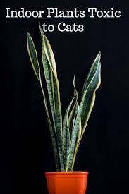 Indoor Plants Toxic To Cats Cats Indoor Plants Toxic Toxic Plants For Cats Plants Snake Plant