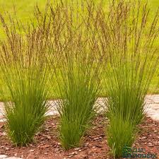 Молиния голубая Хайдебраут