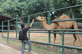 Di sana, terdapat kebun binatang tertua di dunia. Kebun Binatang Bandung Indonesia Sirb Travel Tours