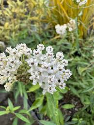 Image result for Asclepias longissima