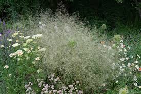 Image result for Deschampsia