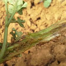 Image result for tomato seedling fusarium wilt