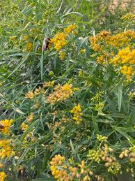 Image result for Asclepias graminifolia