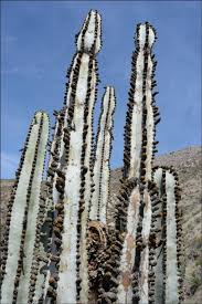 People who claim not to have any kind of green thumb at all when it comes to raising indoor plants should seriously consider investing in some small cactus plants. The Cacti Of Franz Meyen From His Around The World Voyage 1830 1832