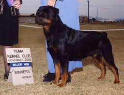 Cheap Rottweiler Puppies For Sale Near Me German Shepherd Puppies For Sale