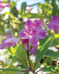 Image result for Delostoma