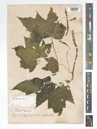 Image result for Begonia oxyloba