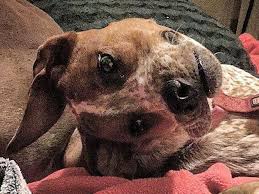 You will burst out laughing! Optical Illusion Makes A Dog S Face Look Weird Here S The Answer