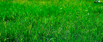 Maybe you would like to learn more about one of these? Brandon Sod Landscaping Services