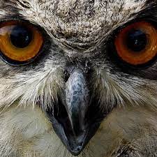 A eurasian eagle owl, europe's biggest owl, made a nest outside belgian jos baart's home. World S Largest Owl Hatches Giant Babies Outside Man S Window And Now They Watch Tv With Him