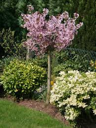 Zwerg Blutpflaume Prunus Cistena Blutpflaume Pflanzen Garten Pflanzen