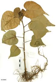 Image result for Thespesia populneoides