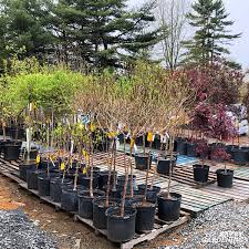 Here's a breakdown of the best times: The Best Time To Plant Trees In A Home Garden Spring Vs Fall