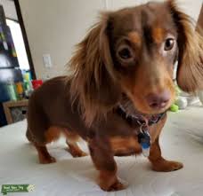 Ivdd is a degenerative process. Dachshund Miniature Long Haired Stud Dogs Available Now Breed Your Dog