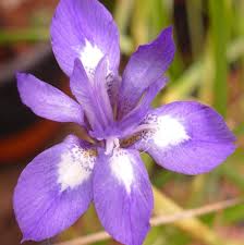 Image result for Moraea carsonii