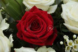 They are easier to assemble, inexpensive to buy and beautiful to look at. Big Red Rose In A Mixed Rose Bouquet Wedding Centerpiece Stock Photo Picture And Royalty Free Image Image 18087134
