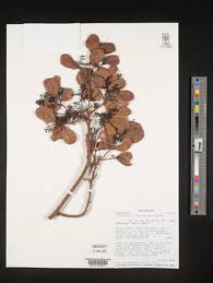 Image result for Cryptocarya liebertiana