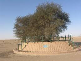Image result for Acacia pilispina