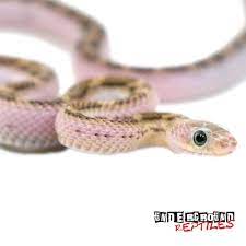 Baby Licorice Rat Snakes For Sale Underground Reptiles Rat Snake Snakes For Sale Snake