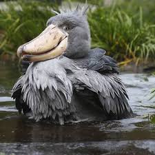 Bird With Big Feathers On Head Shoebill Notice His Feathers On His Head Are Up Shoebill Weird Birds Wild Birds