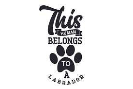 Download This Human Belongs To A Labrador Svg Cut Files Cut File Silhouette Download SVG Cut Files