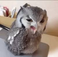 Alvin and the chipmunks covered this song. Weiss Gifs Get The Best Gif On Gifer