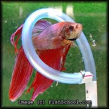 Bored Betta Frequently Asked Questions Betta Fish Toys Betta Fish Betta