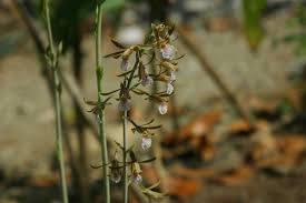 Image result for Eulophia schweinfurthii