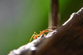 Do it yourself and save money, time and frustration. Fire Ant Archives Northwest Exterminating