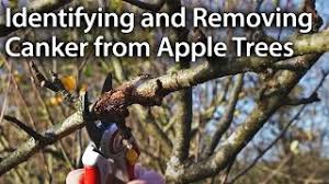 After the apples were about walnut size i noticed a few brown spots on some of them. How To Identify And Remove Canker From Apple Trees Youtube
