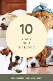 Note that a body temperature above 104.5 f is consistent with heat stroke and is a life threatening emergency. Sick Dog Signs Free Dog Training Tips Product Reviews More Sick Dog Dog Signs Dogs