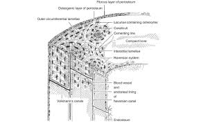 It consists of two layers; Structure Of Compact Bone Longitudinal And Cross Sectional View Of Download Scientific Diagram