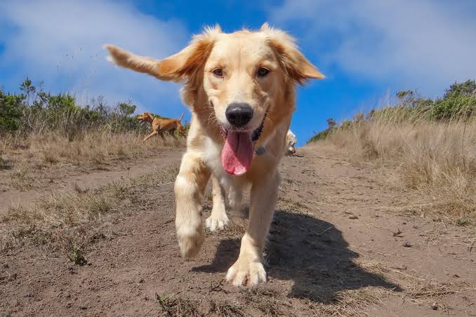 Shelter Dog Waited 400 Days To Be Adopted—Now She's Back, Doesn't Know Why - Newsweek