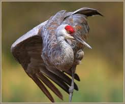 Michigan Birds Of Prey Pictures Birds Of Prey In Michigan Birds Backyard Birds Beautiful Birds