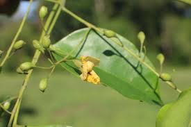 Image result for Pterocarpus