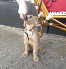 #1 golden retriever community on ig! Dog Of The Day Henry The Miniature Golden Retriever Cocker Spaniel Mix Puppy The Dogs Of San Francisco