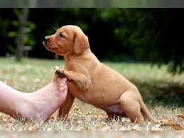 Wir ziehen unsere welpen ausschliesslich im haus sein freundliches wesen und seine spielfreude machen den labrador zum idealen familienhund. Wir Beide 3 Labrador Retriever Welpen In Foxred Hofheim Deine Tierwelt De Labrador Retriever Welpen Welpen