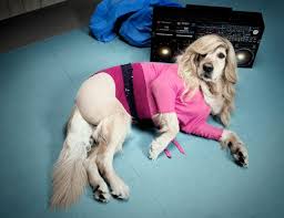 How to choose music dog names? Musical Dog Names Best Ideas For Loving Parents