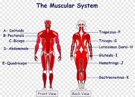 The abdominal and back muscles maintain the spine's natural curves. The Muscular System Anatomical Chart Human Body Muscle Latissimus Dorsi Heart Human Png Pngegg