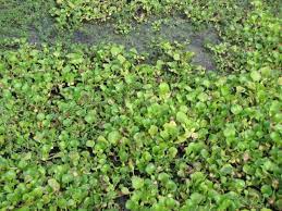 Water Hyacinth Eichhornia Crassipes Feedipedia