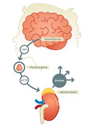 Adrenal disorders