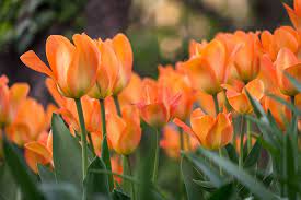 Flower orange stock photos and images. Top 15 Amazing Orange Flowers With Pictures Trees Com